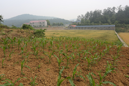 玉米种植香蕉视频网站下载