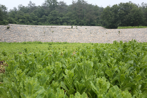 生态饲料种植香蕉视频网站下载