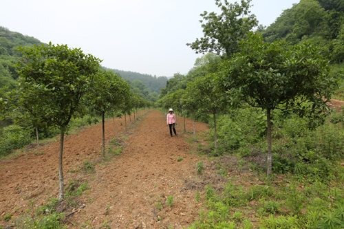 桂花樹培育香蕉视频网站下载